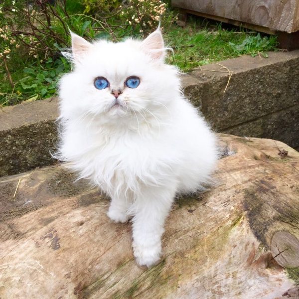 Hình ảnh mèo anh lông dài trắng như cục bộc trên đá