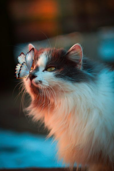Bild einer britischen langhaarigen Katze mit Schmetterlingsflügeln