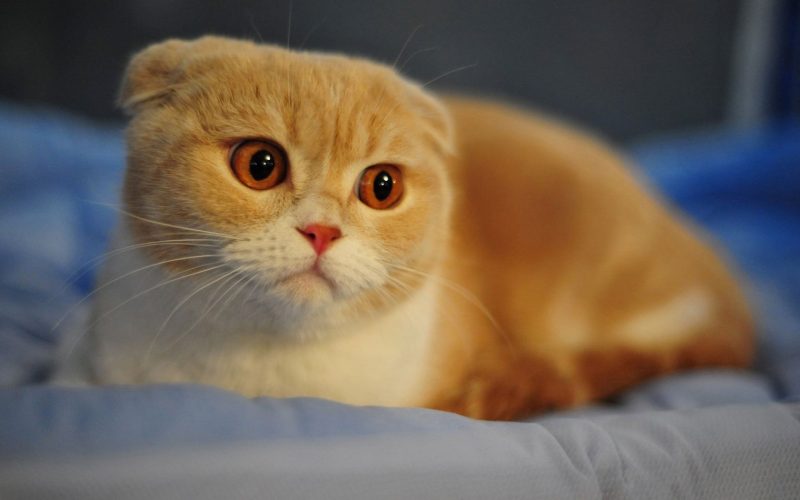 Hình ảnh mèo tai cụp màu vàng