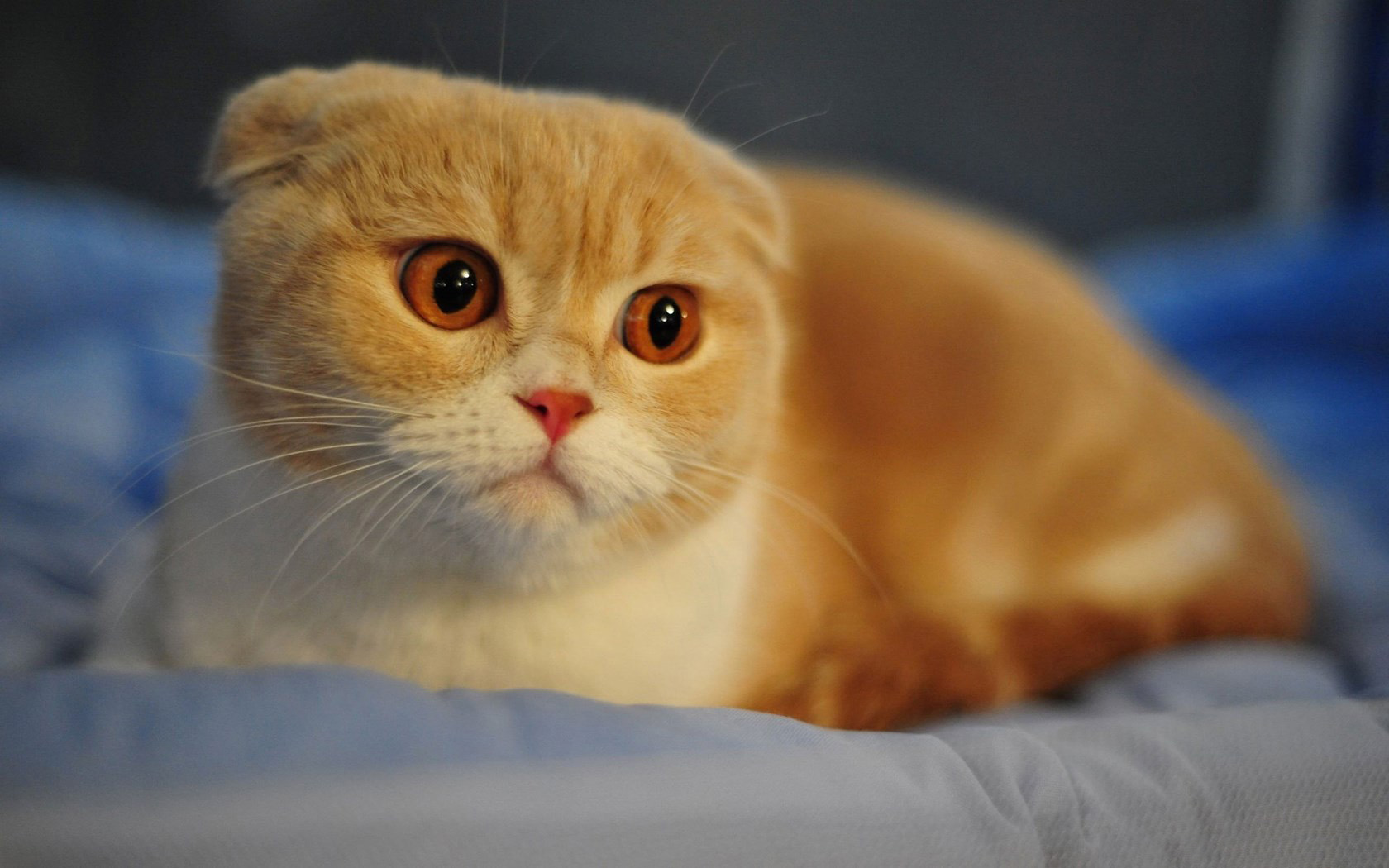 500+ Hình Ảnh Mèo Tai Cụp Cute, Đáng Yêu, Đẹp Đến Rụng Tim