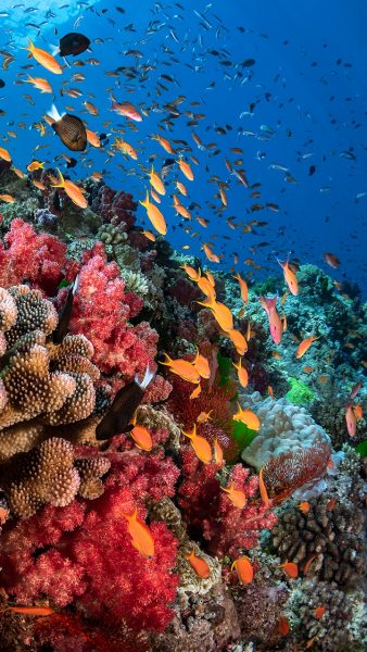 Bild von schimmernden Korallen auf dem Meeresboden