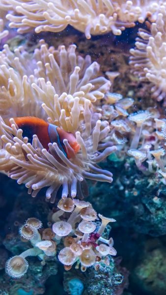 Bilder von Korallen und Seeanemonen