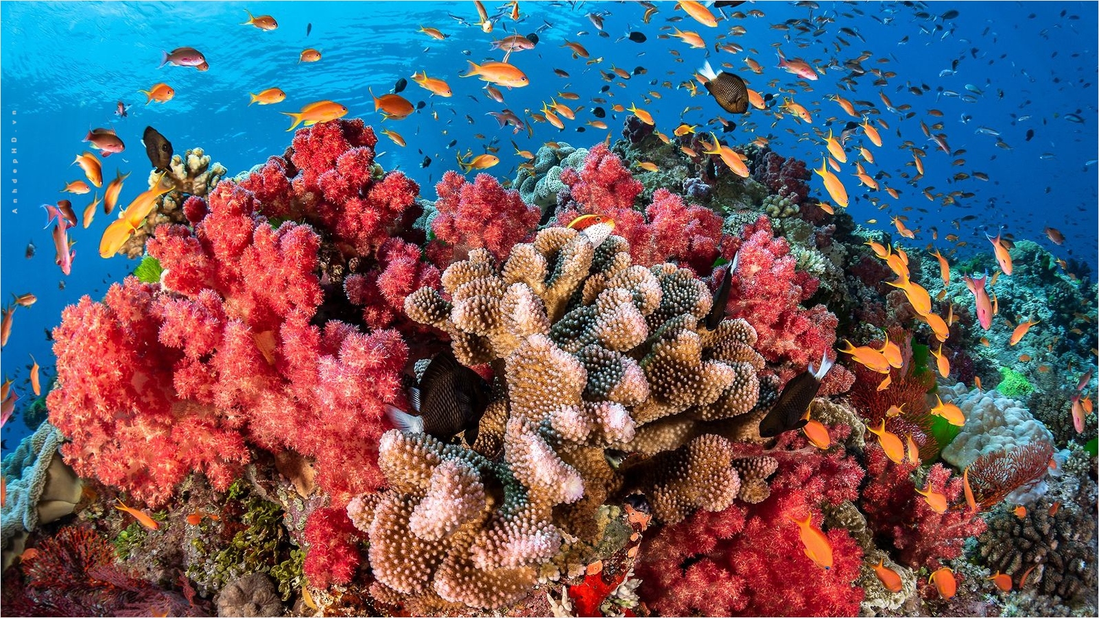 Hình ảnh Phim Hoạt Hình đầy Màu Sắc San Hô Dưới đáy Biển Rạn San Hô PNG San Hô Clipart San Hô San Hô Dưới Nước PNG và Vector với nền