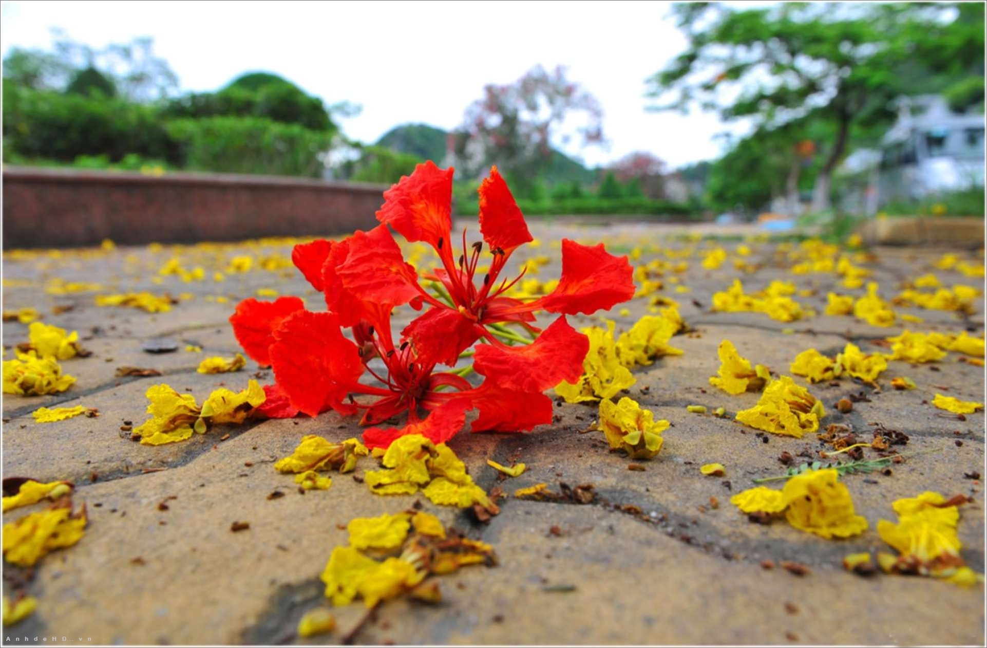 Mùa hạ đỏ rực trời hoa phượng  Tiếng Việt