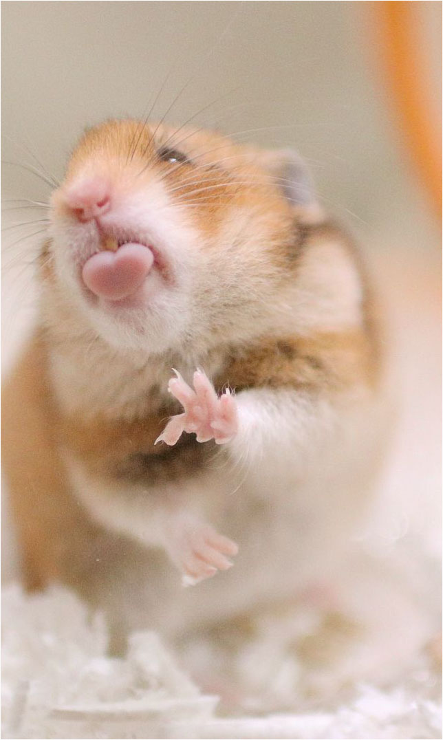 Avatar hamster – hình ảnh chuột hamster nhỏ xinh lại càng trở nên dễ thương khi được tạo thành thành một avatar đáng yêu. Dành cho những ai yêu động vật và thích các hình ảnh nhỏ nhắn và cute.