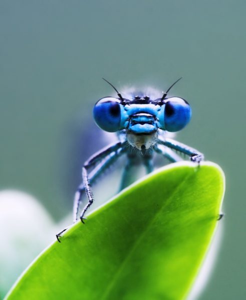 Hình con chuồn chuồn gương mặt xanh