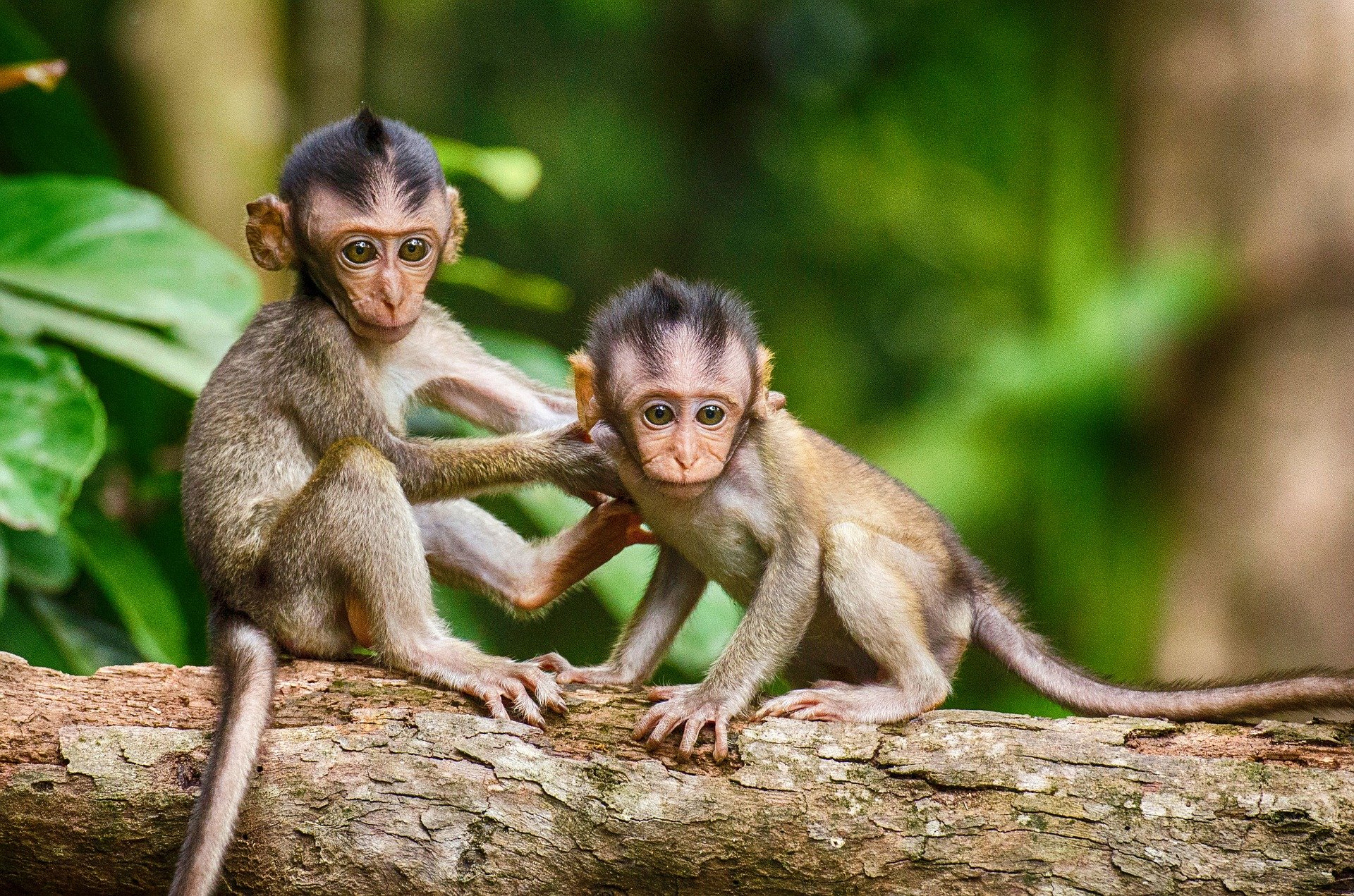 Chia sẻ với hơn 110 hình nền con khỉ dễ thương hay nhất  Tin học Đông Hòa