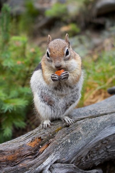 Bild eines fliegenden Eichhörnchens beim Essen