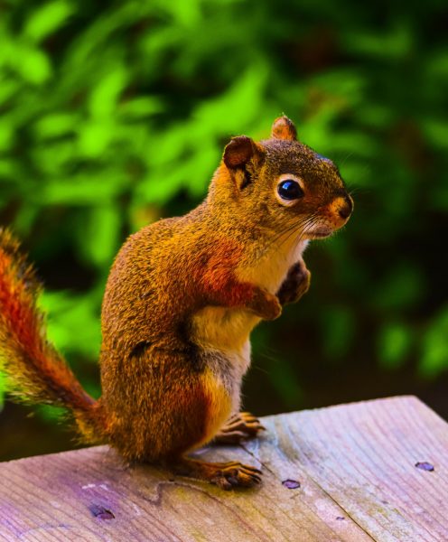 Nettes fliegendes Eichhörnchen für Android