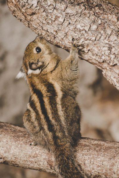 Fliegendes Eichhörnchen, das Baumast küsst