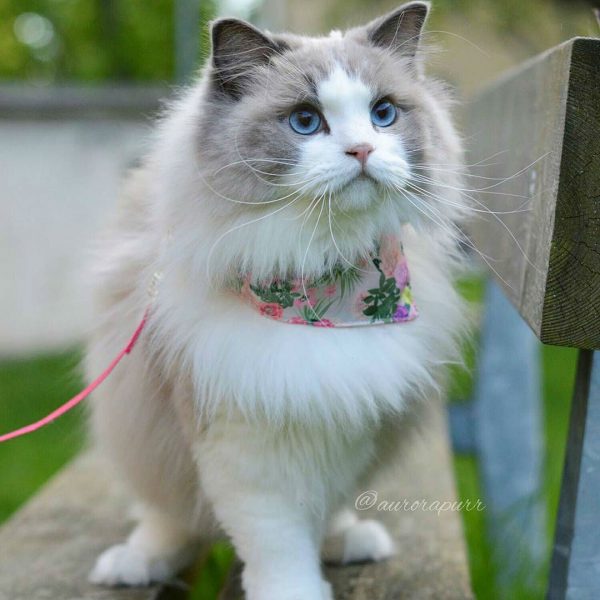 Bild einer britischen langhaarigen Katze mit blauen Augen