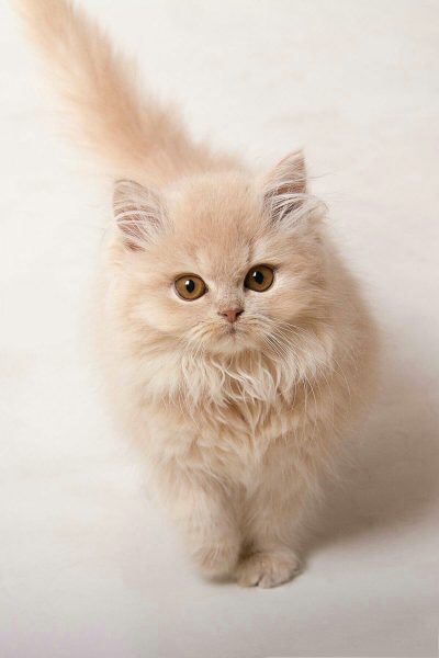 Hình mèo anh lông dài đáng yêu trên nền trắng