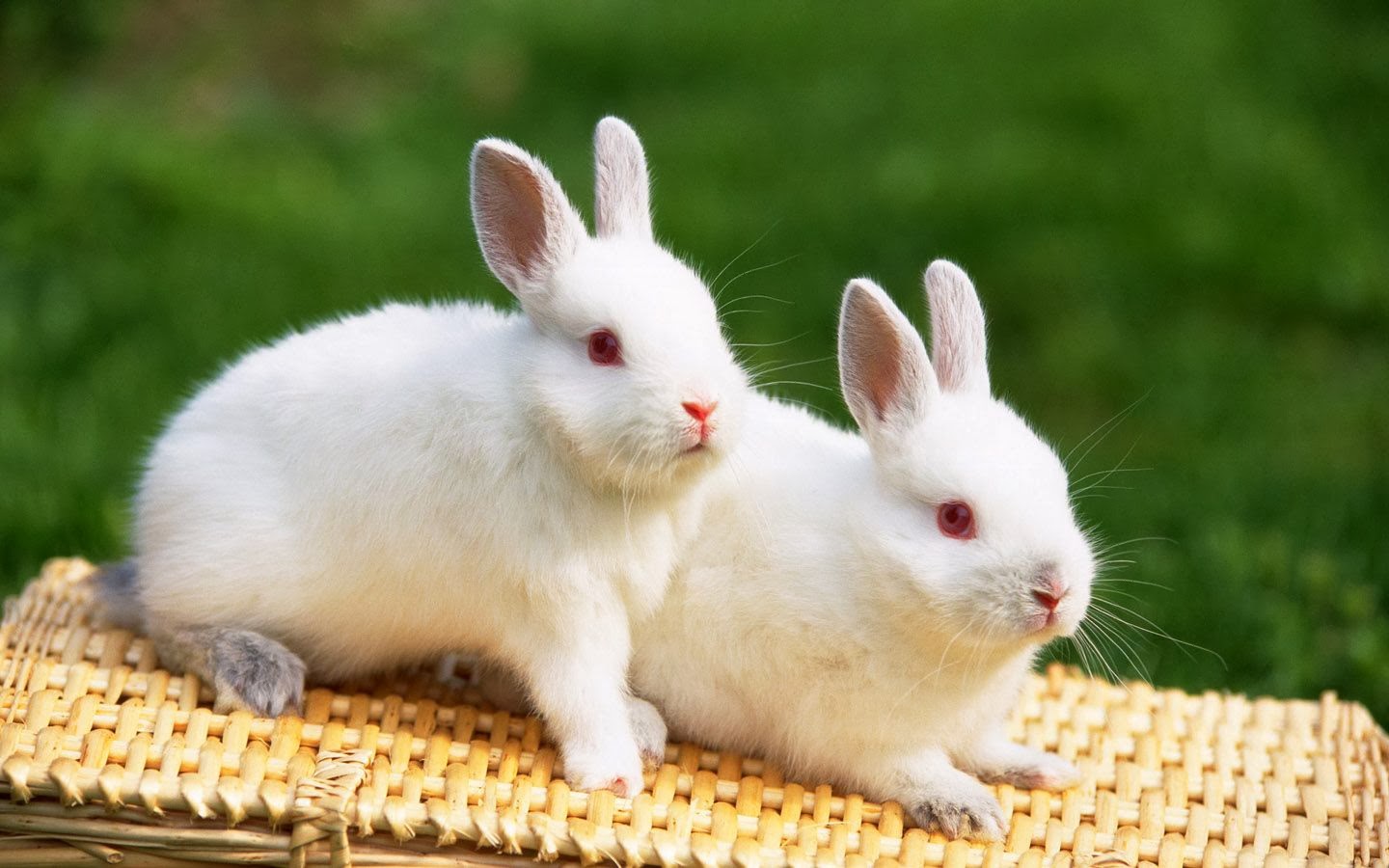 Hình ảnh Một Chú Thỏ Dễ Thương PNG  Con Thỏ Thỏ Dễ Thương Nghệ Thuật Thỏ  PNG miễn phí tải tập tin PSDComment và Vector
