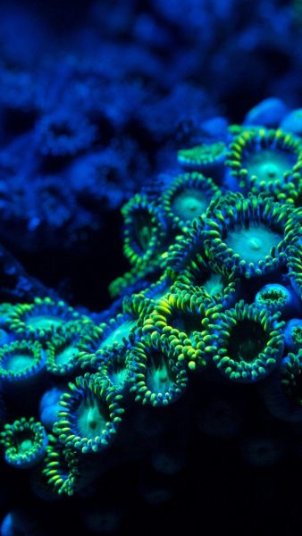 ausgefallene Korallenform
