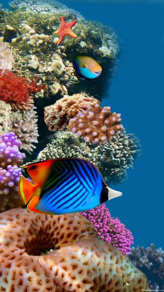 Korallen und Seesterne