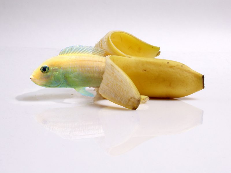 hình trái cây troll thay ruột chuối thành cá
