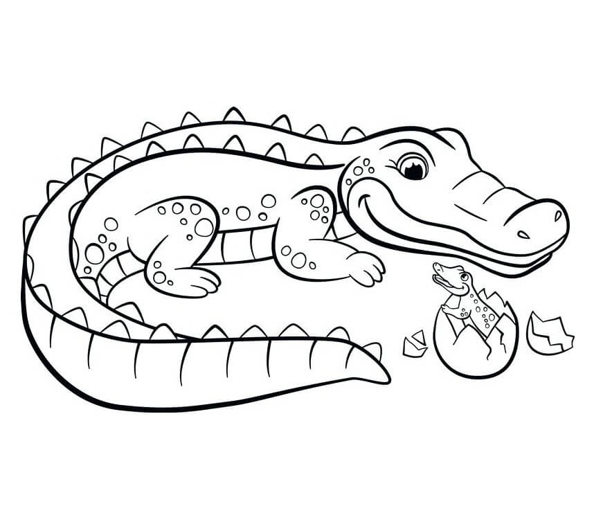Hướng dẫn cách vẽ con cá sấu đơn giản với 9 bước cơ bản  Thiết kế nhà đẹp