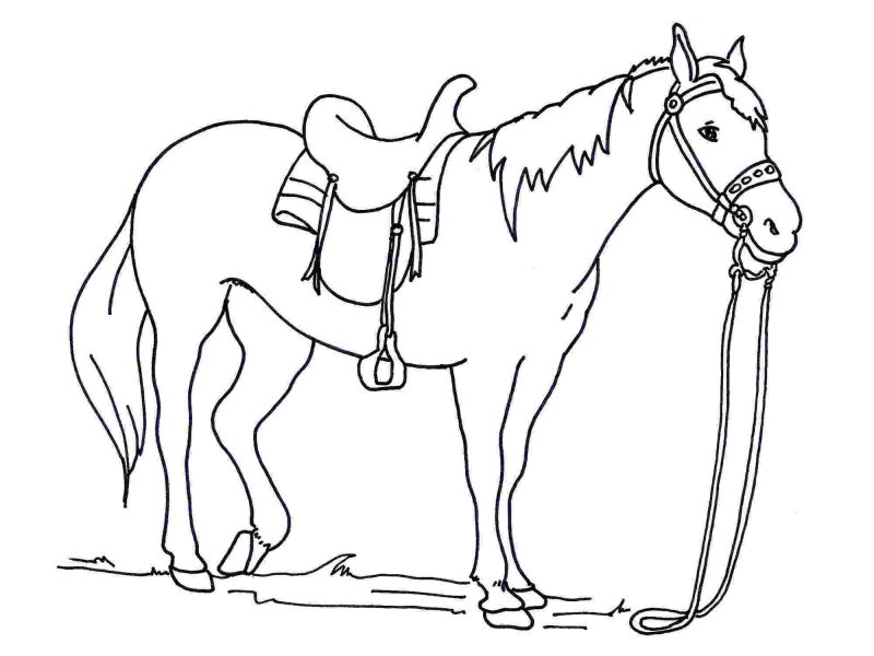 vẽ ngựa đơn giản