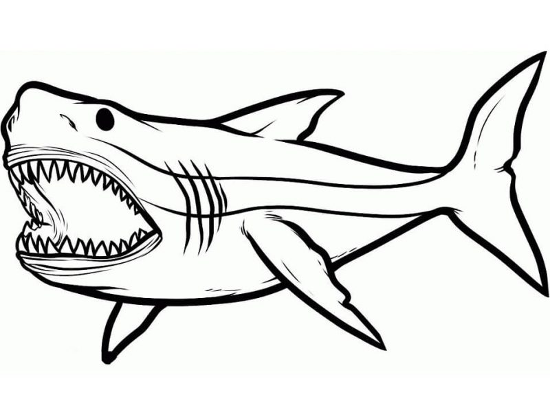 Tranh tô màu cá mập trắng lớn
