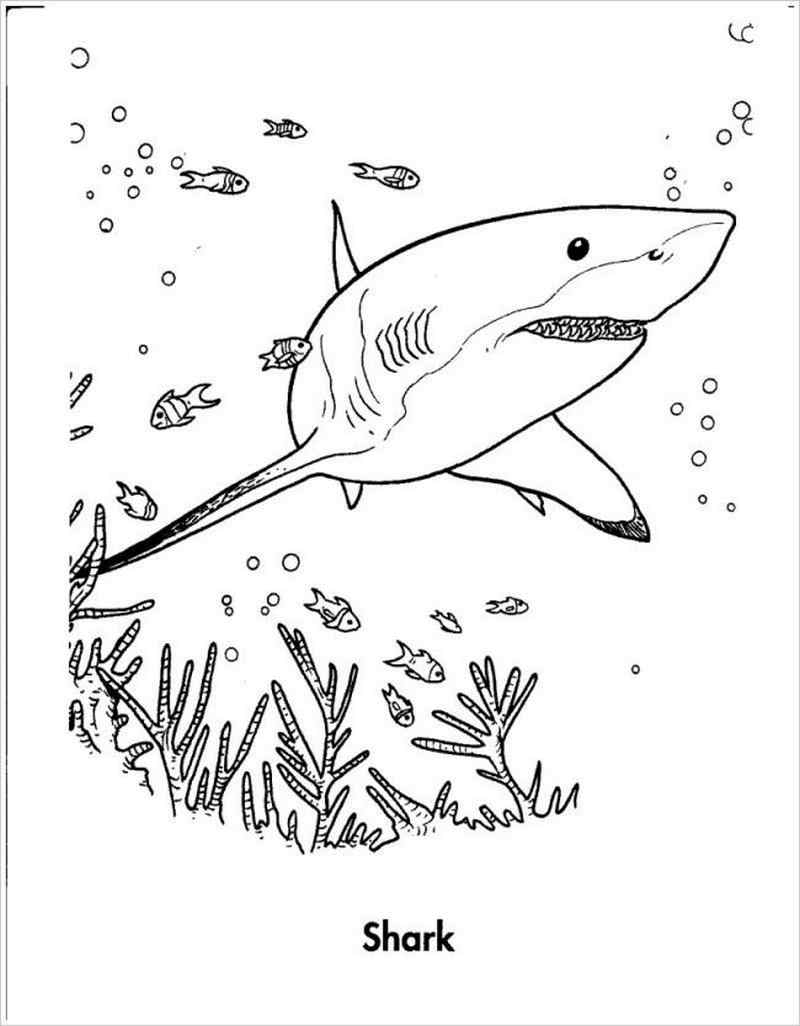 Mách bạn nhiều hơn 110 cá mập hình vẽ mới nhất  Tin Học Vui