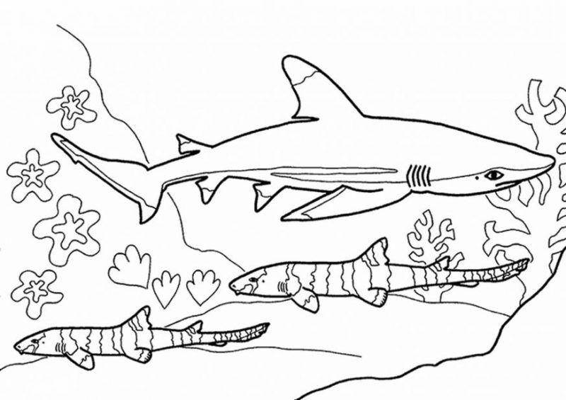 Cá mập và tranh tô màu các loài cá khác