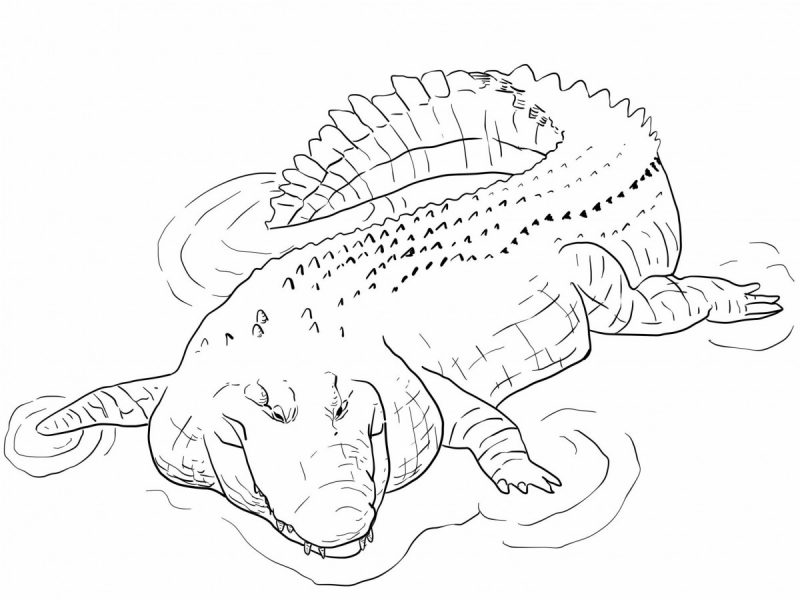 Tranh tô màu con cá sấu dưới nước