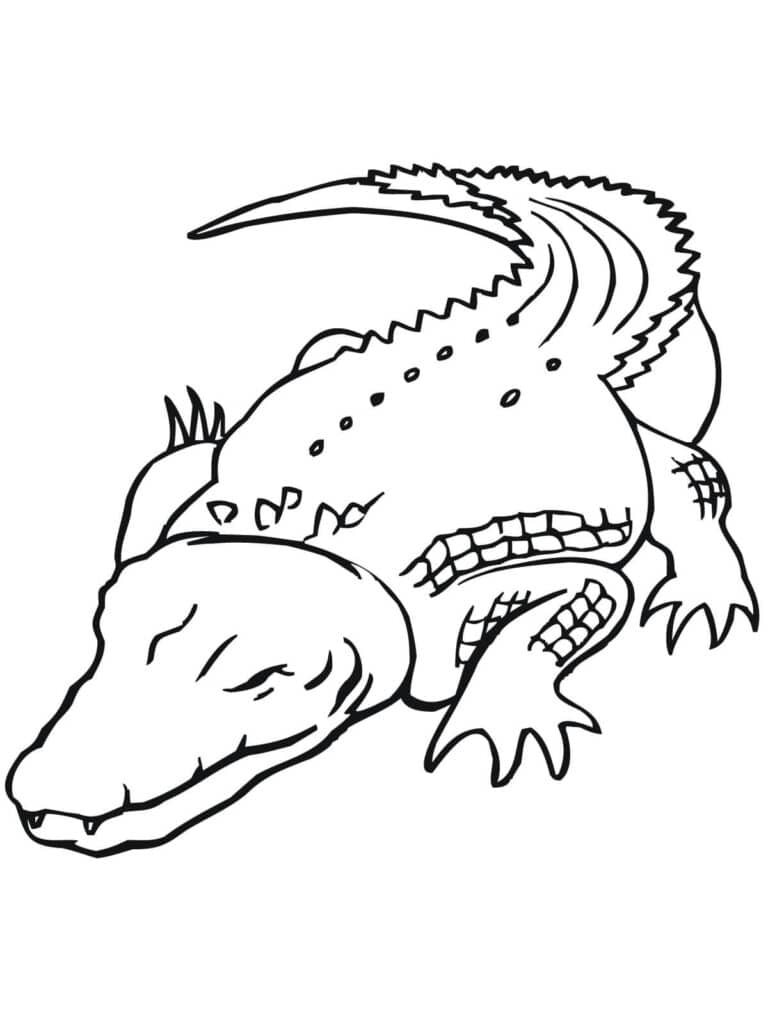 Cách vẽ con cá sấu đẹp cho bé Mẫu hình vẽ cá sấu dễ thương  Trường THPT  Kiến Thụy