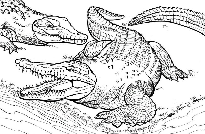Tranh tô màu cá sấu mẹ và con