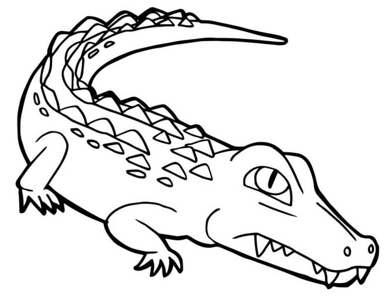 Tranh tô màu cá sấu có răng nanh sắc nhọn