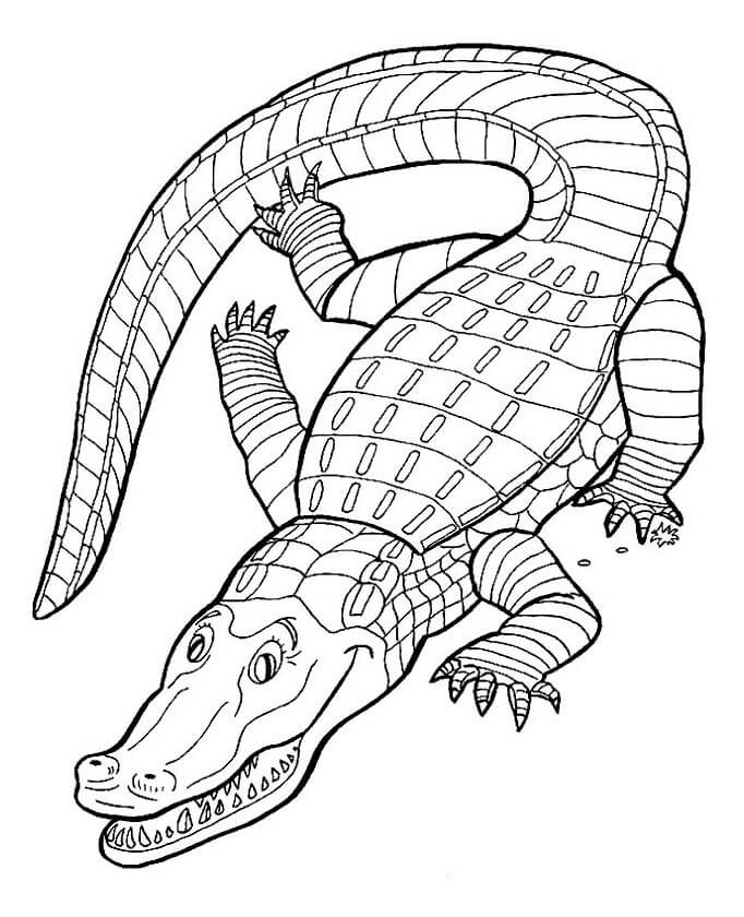 Xem hơn 100 ảnh về hình vẽ con cá sấu  daotaonec