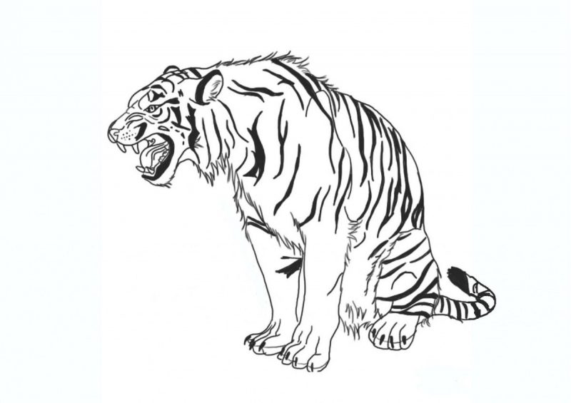 Tranh tô màu con hổ ngồi