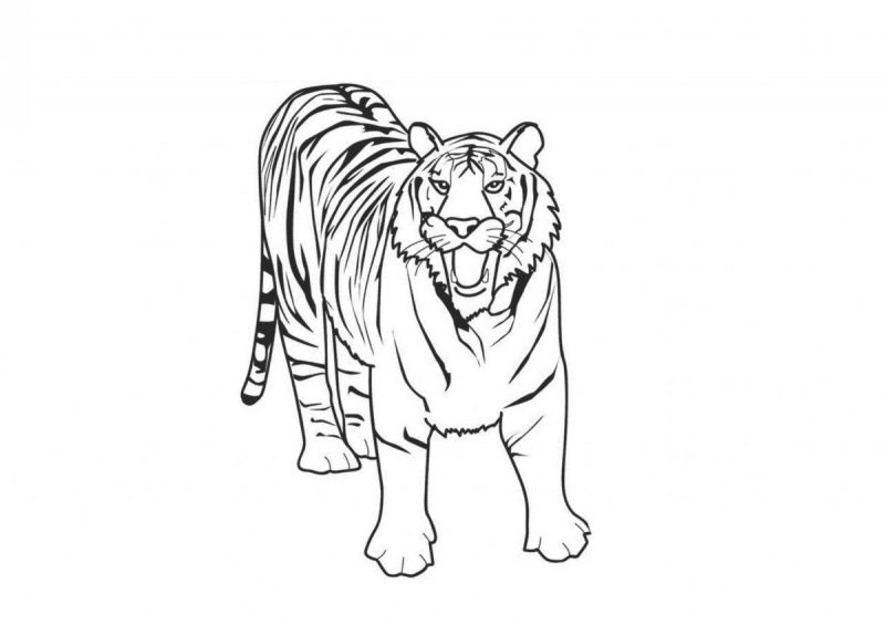 Tranh tô màu con hổ gầm