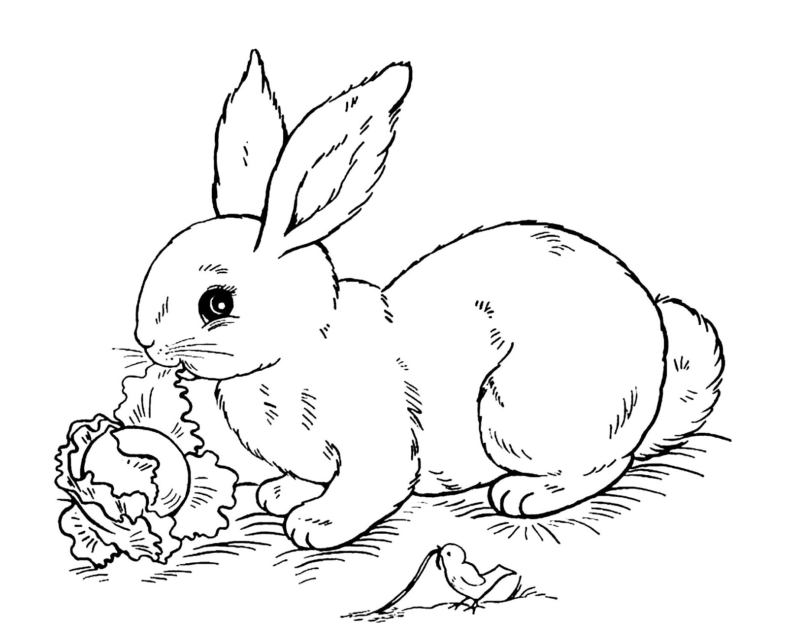 Download 25 Tranh Tô Màu Con Thỏ nhiều hình đẹp cho bé tập tô