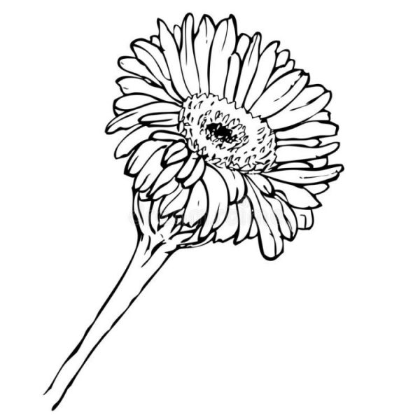 Trang màu hoa cúc thẳng đứng
