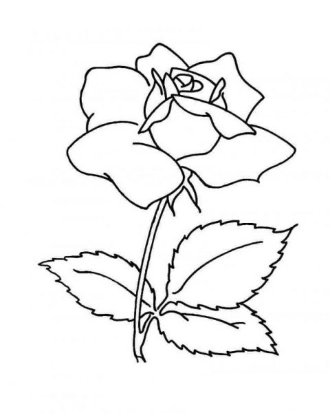 Trang màu hoa hồng đơn