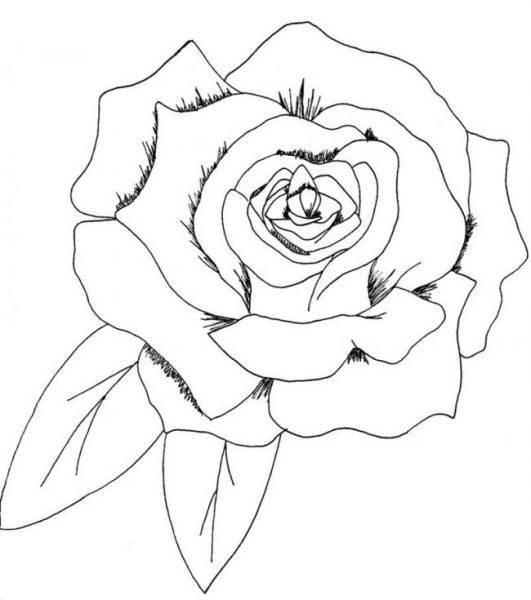 Trang màu với một bông hồng và hai chiếc lá
