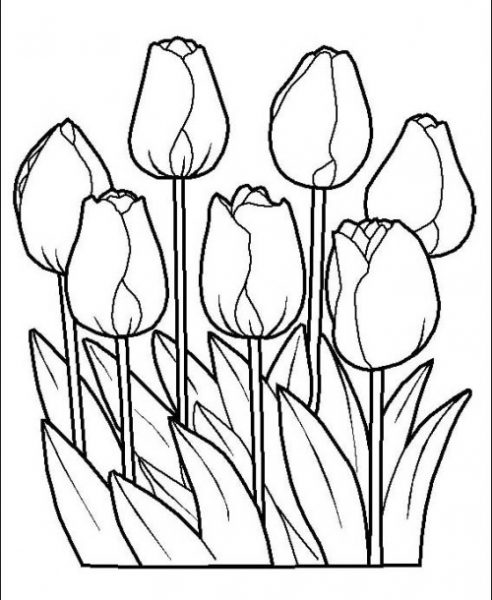 tranh tô màu hoa tulip