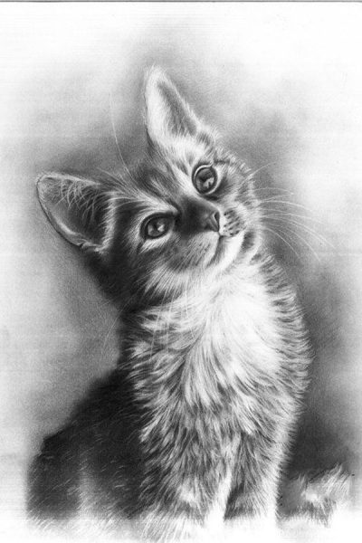 ảnh vẽ chì con mèo đáng yêu