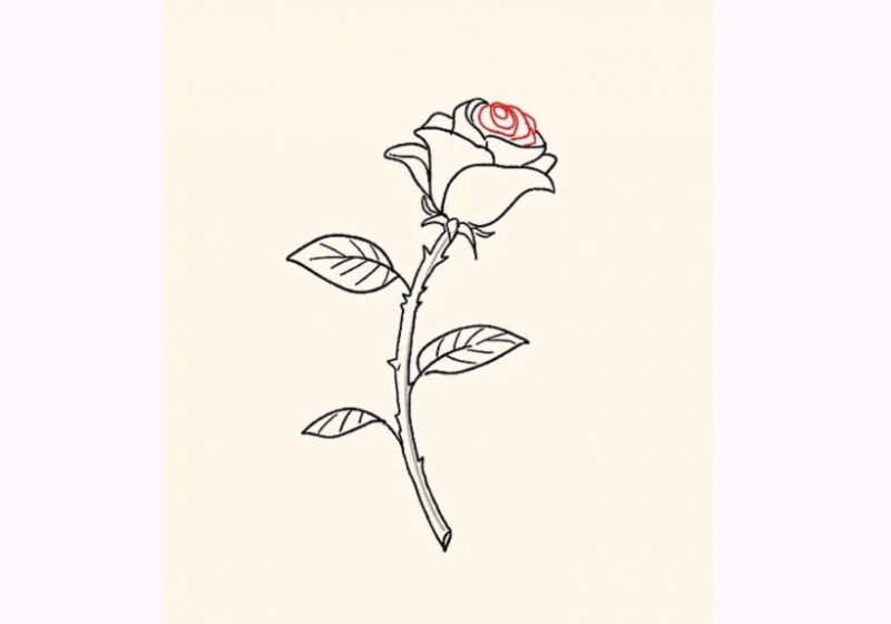 cách vẽ hoa hồng chi tiết cho phần bông hoa