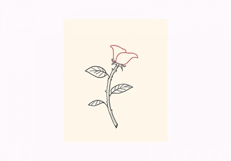 cách vẽ hoa hồng phác thảo phần cánh hoa