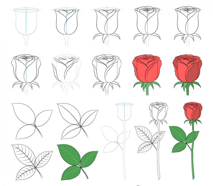 Cách vẽ hoa hồng và lá
