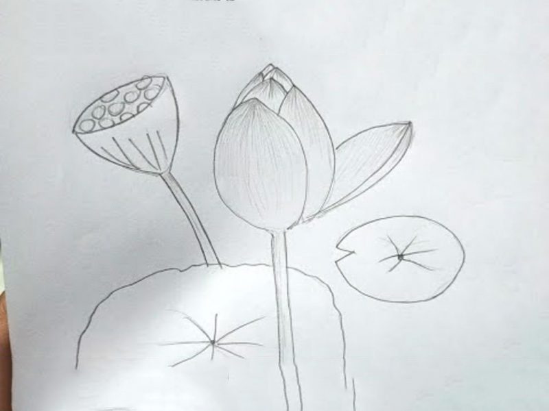 Cách vẽ hoa sen bằng chì