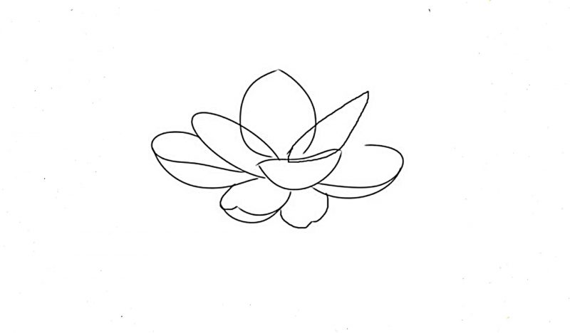 cách vẽ hoa sen chi tiết nhất