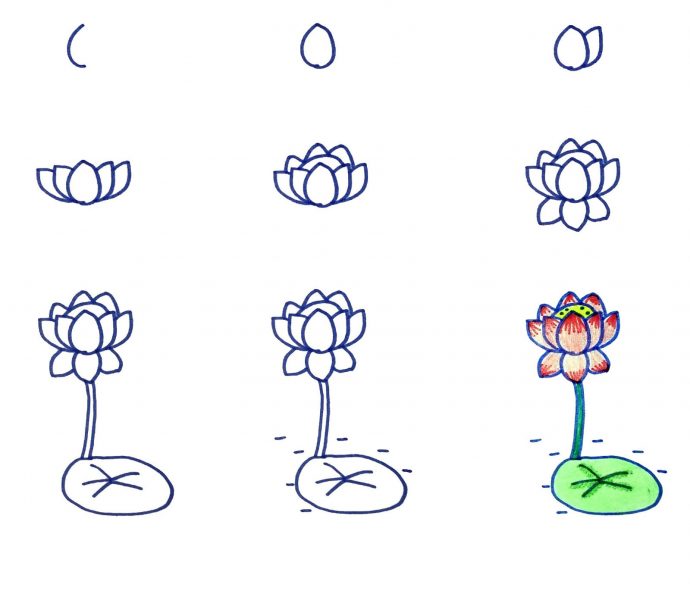 cách vẽ hoa sen thông qua 9 bước