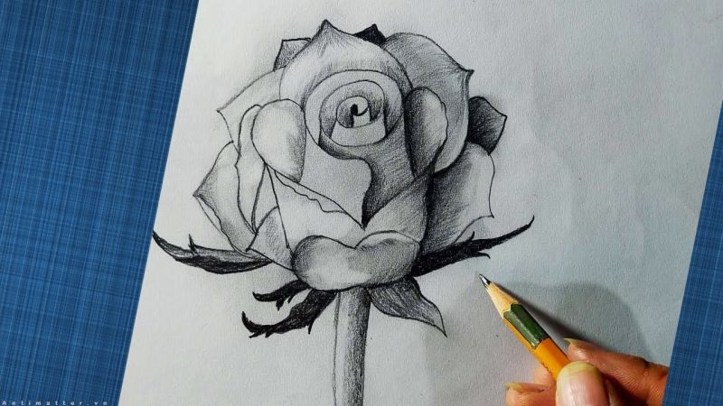 hình vẽ hoa hồng bằng bút chì đơn giản mà đẹp