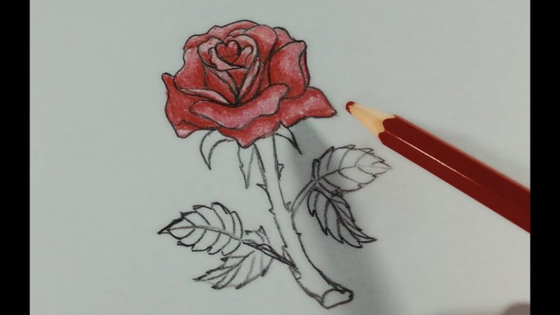 hình vẽ hoa hồng bằng bút màu đỏ