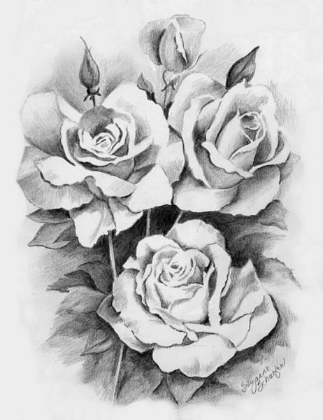hình vẽ hoa hồng bằng chì 3 bông hoa