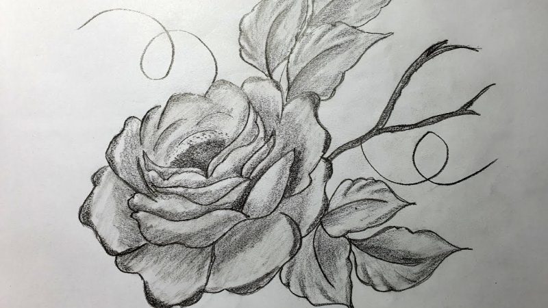hình vẽ hoa hồng bằng chì chân thực nhất