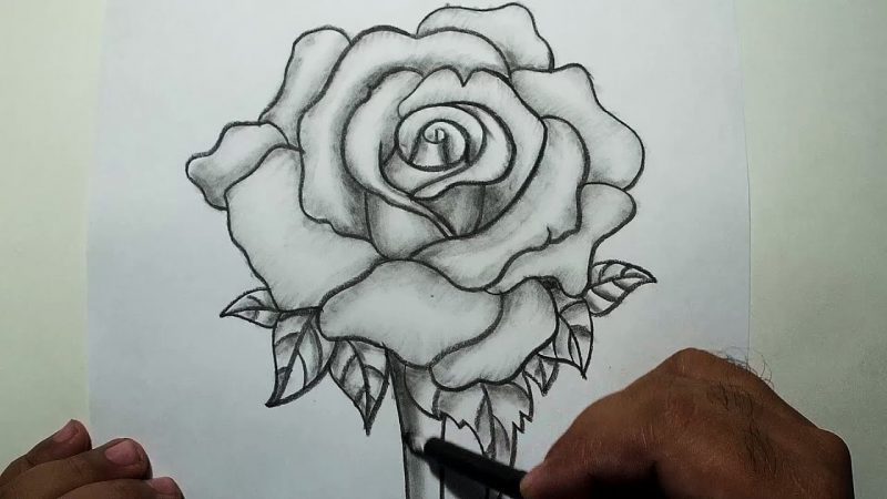 hình vẽ hoa hồng bằng chì đậm nét nhất
