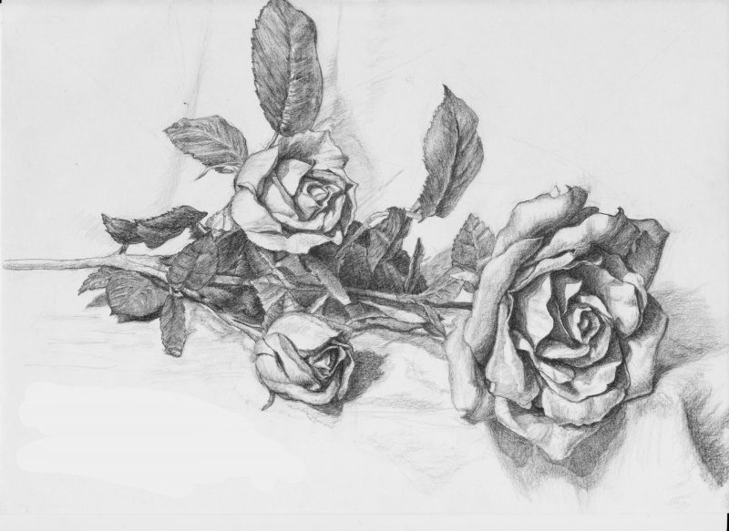 hình vẽ hoa hồng bằng chì đặt nằm ngang